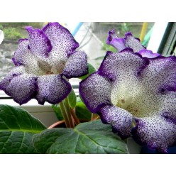 Глоксиния Gloxinia Tigrina Blue (x1)
